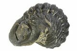 Wide, Enrolled Austerops Trilobite - Morocco #252631-1